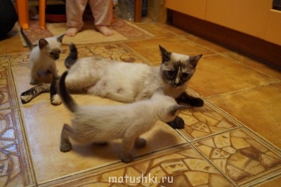 Любимая кошатинка  - DSC01773.JPG