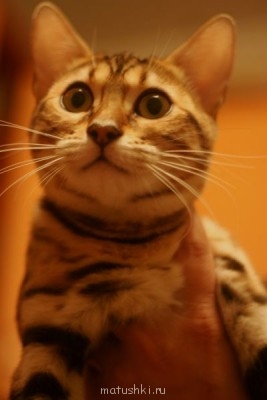 Любимая кошатинка  - IMG_1943.JPG