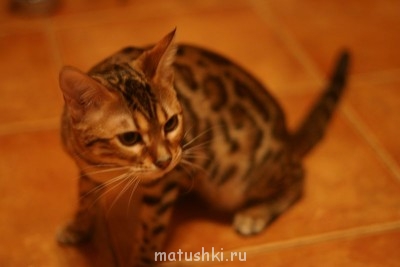 Любимая кошатинка  - IMG_1939.JPG