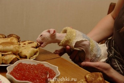 Любимая кошатинка  - масленица.jpg