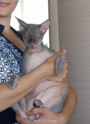 Любимая кошатинка  - P1010920.jpg