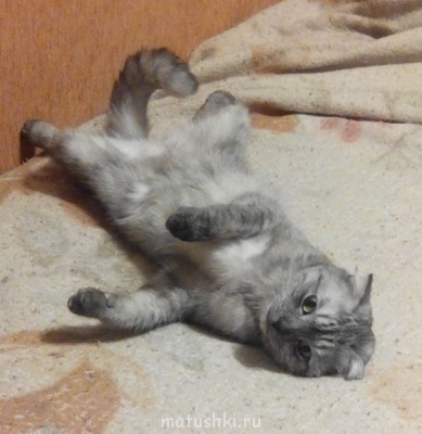 Любимая кошатинка  - IMG_20150208_210117.jpg