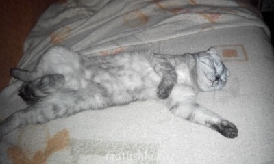 Любимая кошатинка  - IMG_20150208_213249.jpg