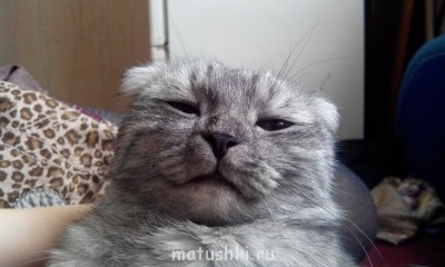 Любимая кошатинка  - IMG_20140221_111738.jpg