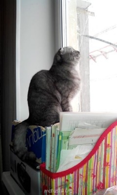 Любимая кошатинка  - IMG_20140329_115012.jpg