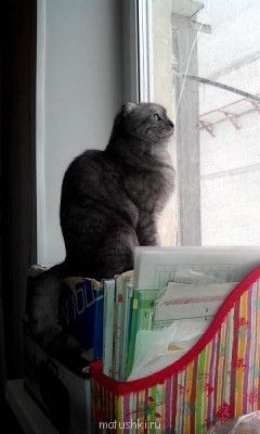 Любимая кошатинка  - IMG_20140329_115015.jpg