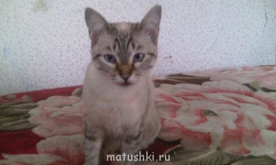 Любимая кошатинка  - 1424939690770.jpg