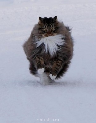 Любимая кошатинка  - 29239_original.jpg