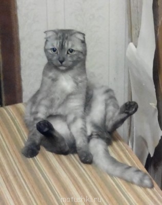 Любимая кошатинка  - IMG_20150223_221035.jpg