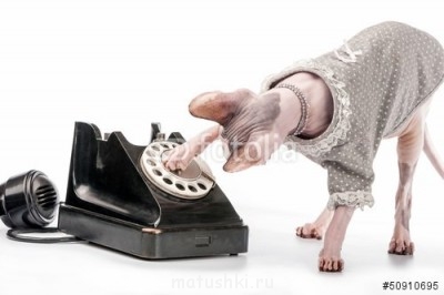 Любимая кошатинка  - телефон.jpg