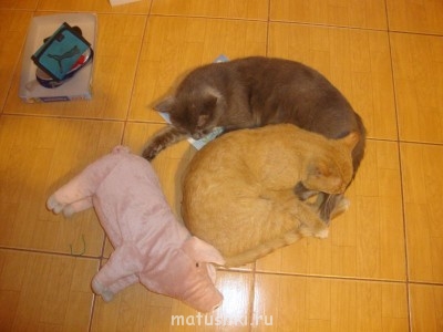 Любимая кошатинка  - DSC02275.JPG
