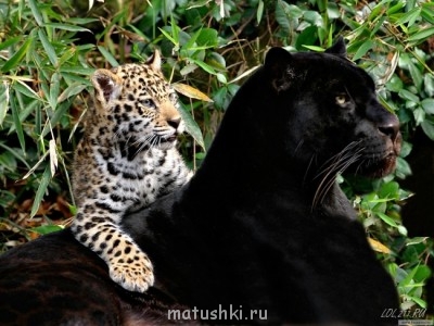 Они прекрасны и удивительны Из жизни животных. - пантера.jpg