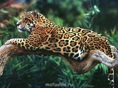 Они прекрасны и удивительны Из жизни животных. - ягуар1.jpg