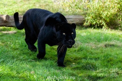 Они прекрасны и удивительны Из жизни животных. - черный ягуар.jpg