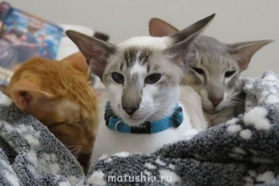 Любимая кошатинка  - IMG_2733-1.jpg