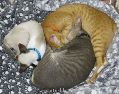 Любимая кошатинка  - IMG_2740-1.jpg