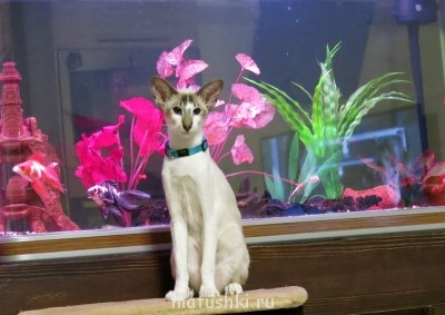 Любимая кошатинка  - IMG_2820-1.jpg