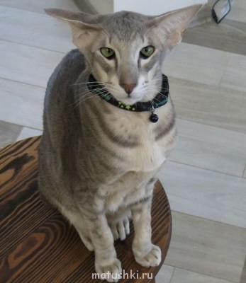 Любимая кошатинка  - IMG_2860-1.jpg