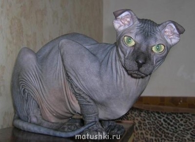 Любимая кошатинка  - image.jpg