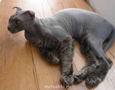 Любимая кошатинка  - image.jpg