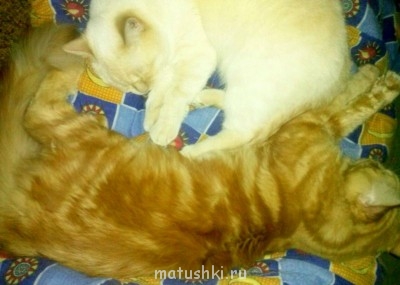 Любимая кошатинка  - IMG_20150306_022220.jpg