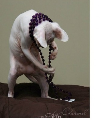 Страшнее кошки зверя нет  - бусики.jpg