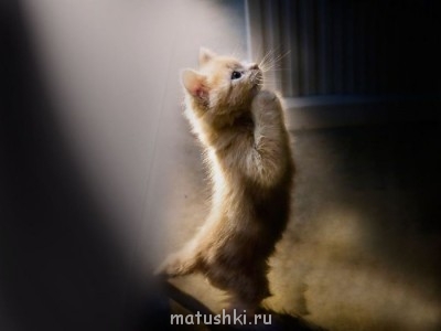 Страшнее кошки зверя нет  - index.jpg