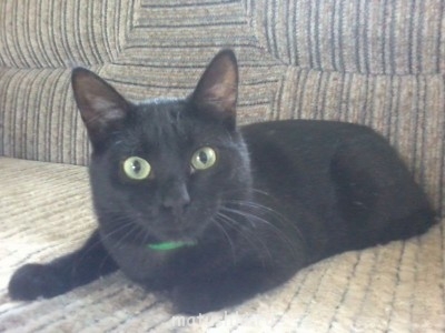 Любимая кошатинка  - Фото0895.jpg