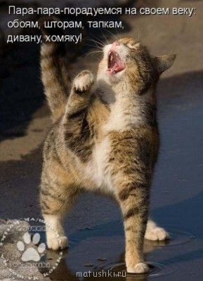 Любимая кошатинка  - Vsu0xIOuaXk.jpg