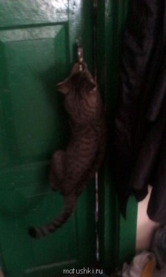 Любимая кошатинка  - IMG_20150319_083757.jpg