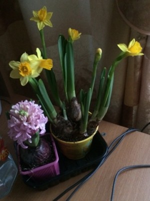 Наши цветы 2 - image-20-03-15-11-54.jpeg