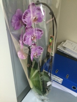 Наши цветы 2 - image-20-03-15-11-54-1.jpeg