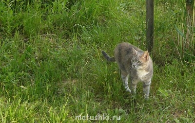 Любимая кошатинка  - P6160614.JPG