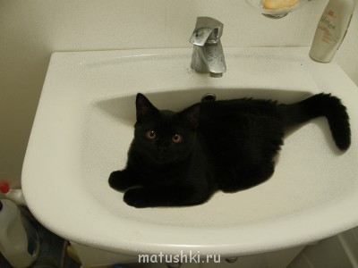 это она маленькая, любит сидеть в раковине, как и все британцы