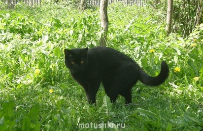 Любимая кошатинка  - P5210050.JPG