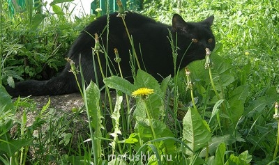 Любимая кошатинка  - P5210062.JPG