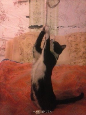 Любимая кошатинка  - CAM01247.jpg