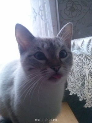 Любимая кошатинка  - xclekJStIkE.jpg
