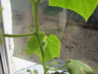 Наша дача - IMG_2966.JPG