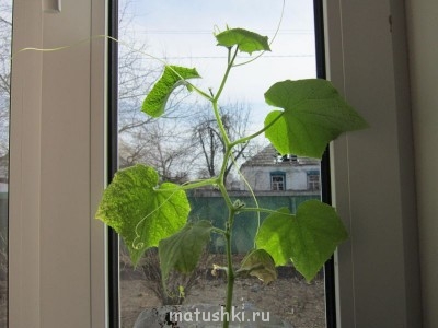 Наша дача - IMG_2967.JPG