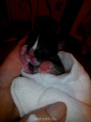 Любимая кошатинка  - IMG_20150308_172223.jpg
