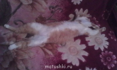 Любимая кошатинка  - IMG_20150403_190618.jpg