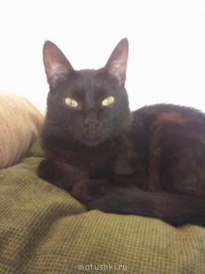 Любимая кошатинка  - IMG_20150225_162141.jpg