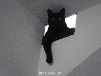 Любимая кошатинка  - DSC05784.JPG