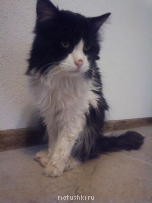 Любимая кошатинка  - 1425124759767.jpg