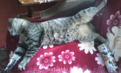 Любимая кошатинка  - IMG_20150404_130853.jpg