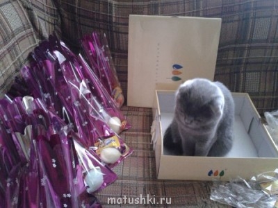 Любимая кошатинка  - 20150408_081845.jpg