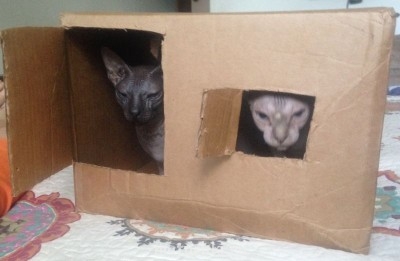 Любимая кошатинка  - дом.jpg