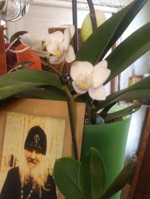 мини фалинопсис был подарен на Пасху