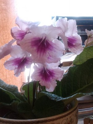 Стрептокарпус ....потому, что я такая хорошая у него ))